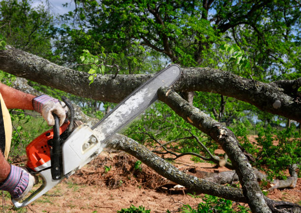 Stewartville, AL Tree Removal Company